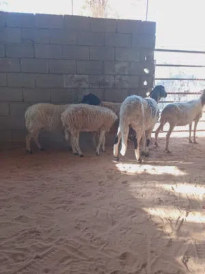 5 نعاج .. فيهم ثلاثه عشار