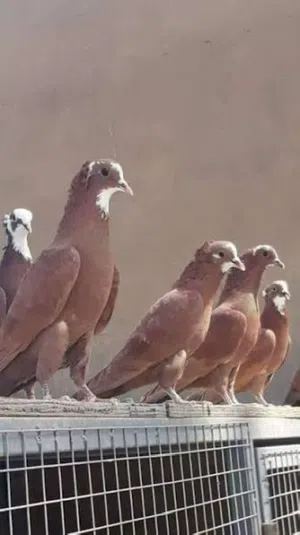 حمر بغدادي اقره وصف