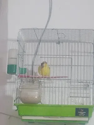 كناري للبيع