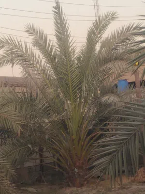 السلام عليكم يوجد لدينا نخل لبيع برحي اكبار وحامله السلام عليكم يوجد لدينا نخل برحي ام والافراخ لبيع