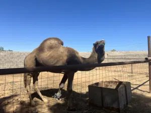 جمال للبيع