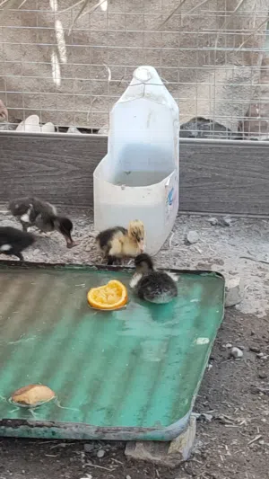 بشوش لعدد 5