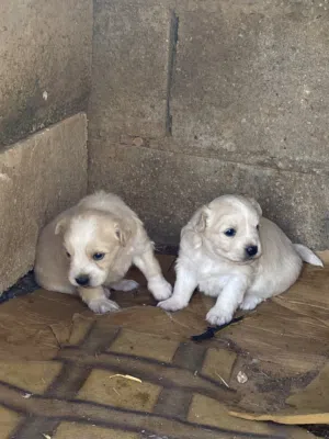 موجود كلبه لولو فوكس معها جروين انثا وذكر