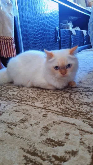 تبني قطوة نثية لعوبة