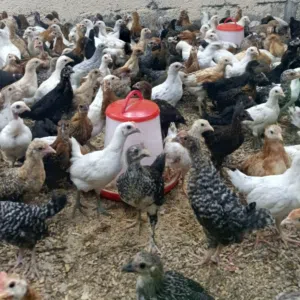 سبحان الله وبحمده 