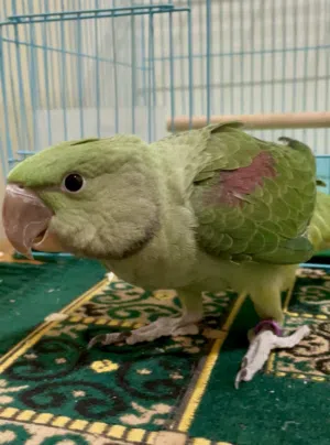 ببغاء نيبالي فرخ