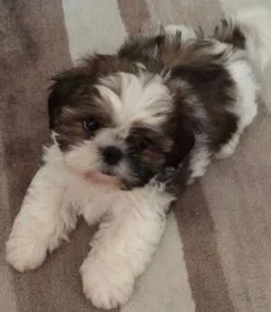 كلبة نوع Shih Tzu 5شهور عمرها