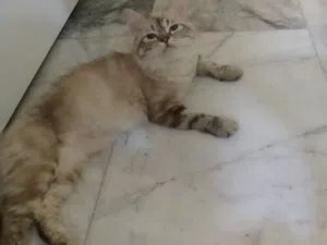 قطه هملايا مهجنه ..من ام هملايا .اب بريش بسكونش نوعها يخبل