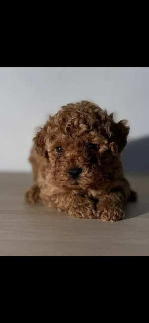 جراوي توي بودل Top Toy Poodle Puppies