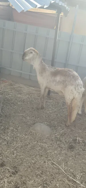 جاعدة سوداني سواكن مد وشور وضخامة