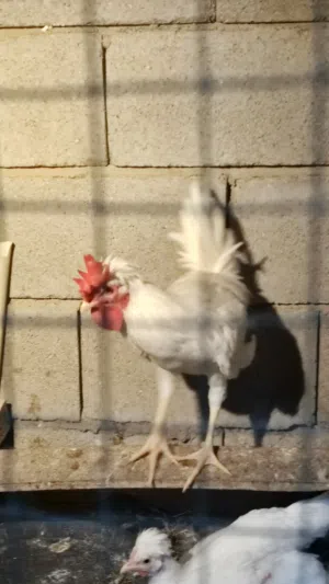 ديج ترثة افرك