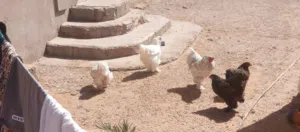 دجاج براهمي
