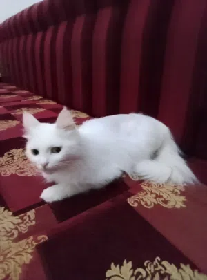 تبنى اوبيع قطة فارسية بيضاء شيرازى