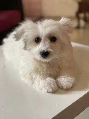جريفون أنثى كيوت 4 شهور بيلا –مطعمة ومدربة  -  Bella cute female Griffon puppy- 4 month vaccinated