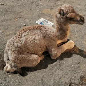 خالد 