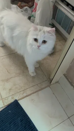 قطوه للتبني