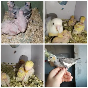 ‏ببغاء‏1