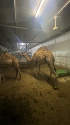 جمال للبيع