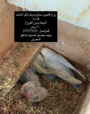 زوج لافبيرد منتج شرط