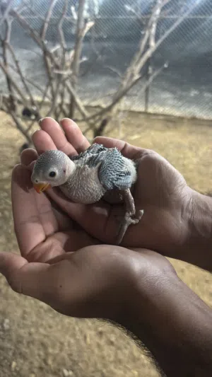 ببغاء دره للبيع