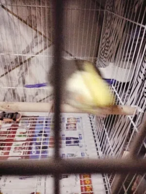 bird for sale 15 bd male