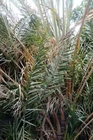 شجره نخيل معمره عمر 50 سنه للبيع