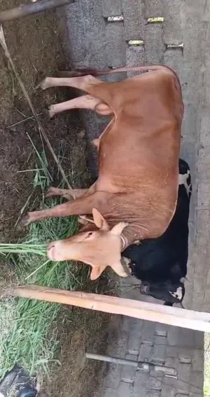 عجل عماني سمين