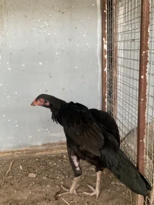 للبيع دجاجه بنجابي سندي
