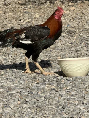 ديك باكستاني