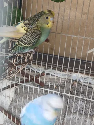 Australian parakeets