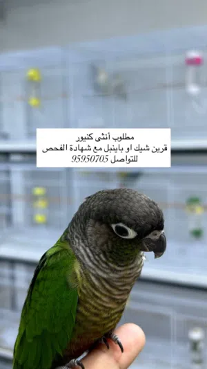 مطلوووووب وليس للبيع