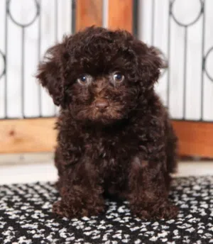 Toy Poodle  / لعبة القلطي