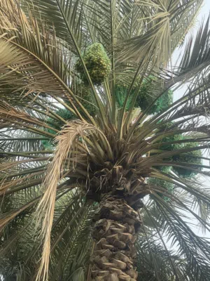 نخل فرض لطناء