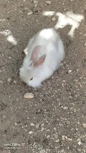 Rabbits0