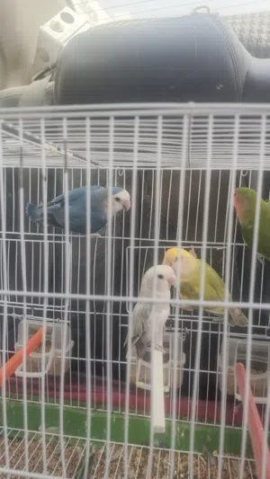 زوز كوبيات الله يبارك حجم ونظافه