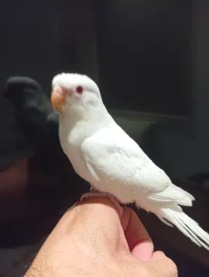 Albino Red Rump Parakeet Chick