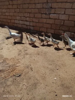 دكر وانتايه  وز كبار وزوز انتيات كيف كبرات و7كتاكيت