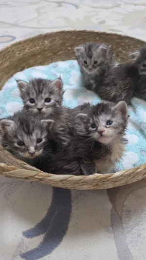 Main coon