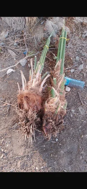 فسائل او نخيل او صرم للبيع