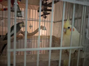 Cockatiel pairs with large cage