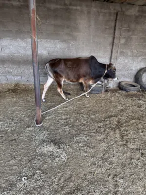 ثور محلي للبيع