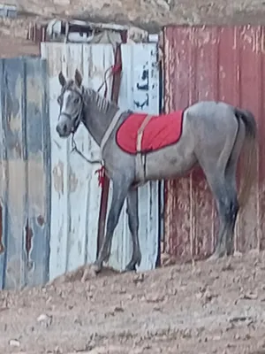 ‏خيل‏2