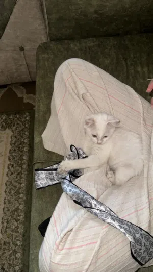 قطة انجورا للتبني