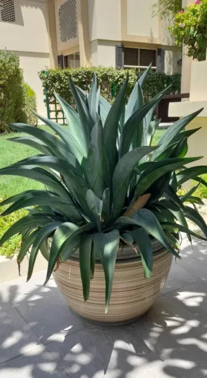 Beautiful big cactus in a large ceramic pot.
