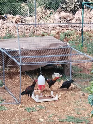 ‏دجاج‏0