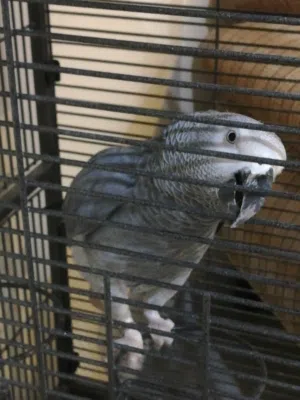 ببغاء كاسكو للبيع