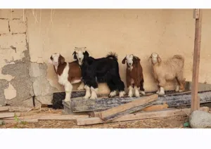 اغنام عمانيات
