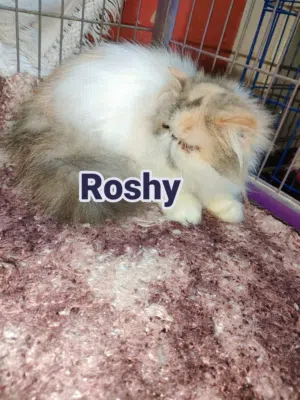 انثي فإن كاليكو براون