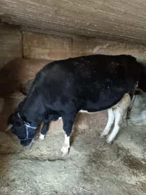 بكيره للبيع