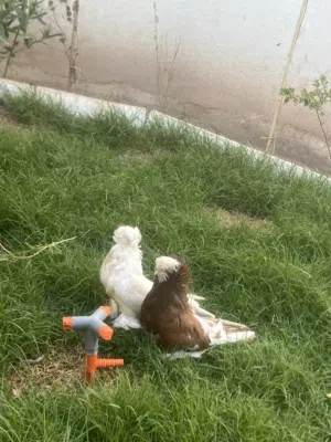 زوج اربيلي مستوى قوي